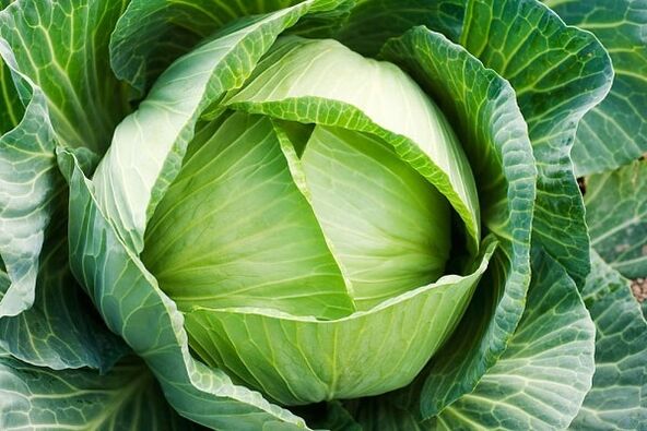 cabbage